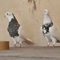طوقی الماسی