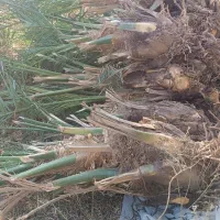 پاجوش (جنگ)مضافتی کنده آماده رسیده تضمینی