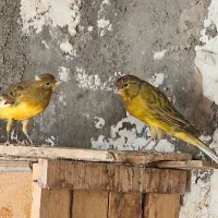 قناری نر|پرنده|بستک, |دیوار