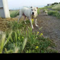 داگو آرژانتین|سگ|ارشق, |دیوار