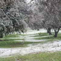 باغ زیتون 5000 متری سنددار صیاد شیرازی|فروش دفتر صنعتی، کشاورزی، تجاری|گرگان, |دیوار