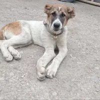 ماده قطار خراسانی اصیل