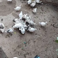 فروش غاز نژاد دار محلی