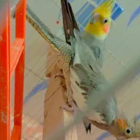 عروس هلند|پرنده|شیراز, پانصد دستگاه ارتش|دیوار