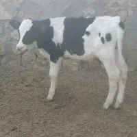 گوساله نر 4 ماهه جنس خالص