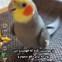 گمشده