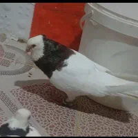 کفتر کبوتریک جفت طوقی هفت رنگ