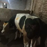 سیمنتال نر درجه یک