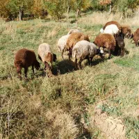 تعداد ۷عدد شیشک افشار|حیوانات مزرعه|پادنا علیا, |دیوار