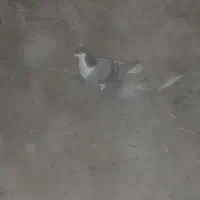 یک عدد امری سبز ماده|پرنده|فرح دشت, |دیوار