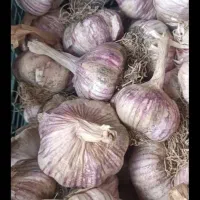 سیرخشک بذری درجه یک یک