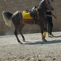 اسب کرد نریان نیله|اسب و تجهیزات اسب‌سواری|برخوار, |دیوار