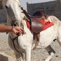 اسب ماده