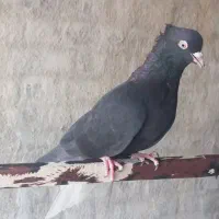 کبوتر رنگی