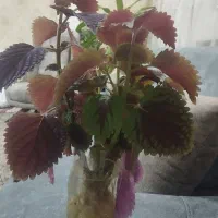 ریشه گل حسن یوسف