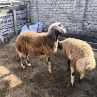 یک عدد توقلی|حیوانات مزرعه|گمیشان, |دیوار