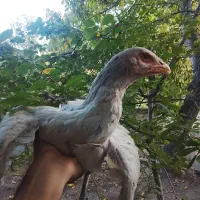 مرغ لاری پا به تخم