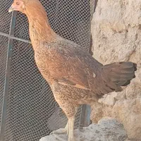 مرغ لاری 7 ماهه قلم سبز