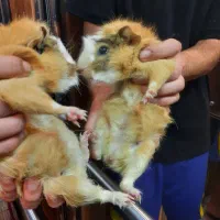 فروش خوکچه هندی|موش و خرگوش|شیراز, آزادگان|دیوار