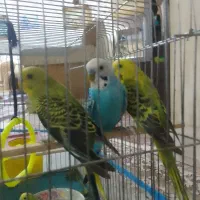 مرغ عشق نر و ماده و دو عدد جوجه|پرنده|صدرا-فارس, فاز ۲|دیوار