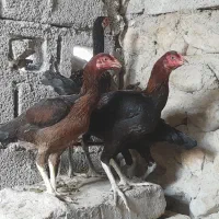 دوجوجه چابهاری و دو مرغ فروشی|حیوانات مزرعه|بندرعباس, |دیوار