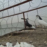 مسافت بلندکفتر مسابقه و ی جفت چپدم|پرنده|مشهد, کارده|دیوار