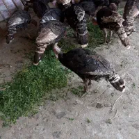 بوقعلمون