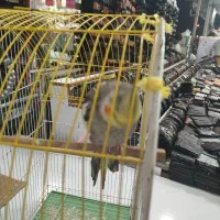 عروس هلندی نر|پرنده|آستارا, |دیوار