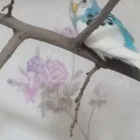 فروش جفت مرغ عشق مولد|پرنده|تهران, اوقاف|دیوار