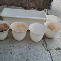 حراجی گلدان|گل و گیاه طبیعی|قم, وادی السلام|دیوار