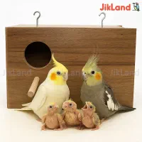 عروس هلندی پیدا شده