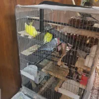 فروش مرغ عشق انگلیسی گریدa|پرنده|بومهن, |دیوار