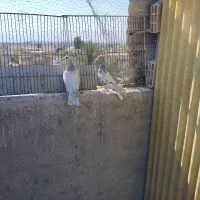 سه تا ماده آماده