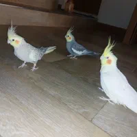 عروس هلندی مولد خونگی  به شرط وسخنگو ودستی