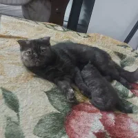 گربه اسکاتیش دبل فولد ماده فحل|گربه|تهران, شهرک دریا|دیوار