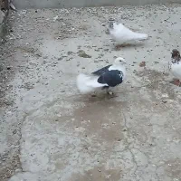 کبوتر پشت دار سیاه