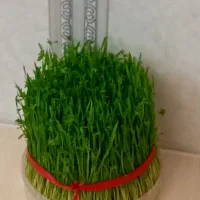 تخم مرغ محلی