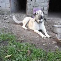 توله ماده ده ماهه عراقی .|سگ|نوشهر, |دیوار