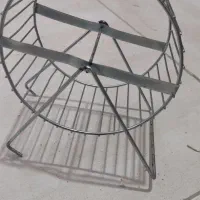 دوعددهمستر|موش و خرگوش|کرمان, |دیوار