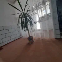 گل طبیعی یوکا|گل و گیاه طبیعی|شاهرود, |دیوار