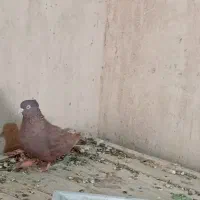 کبوتر|پرنده|مبارکه, |دیوار