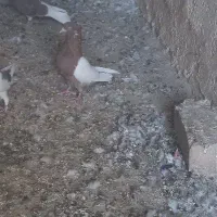 کفتر دم گیر و سینه ای|پرنده|خمینیشهر, |دیوار