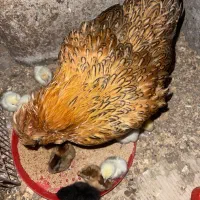 مرغ زیبا بهمراه ۱۰عدد جوجه|حیوانات مزرعه|رشت, یخسازی|دیوار