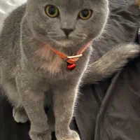 گربه دبل اسکاتیش فولد