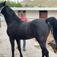 اسب، نریون ،کره کاوه شمس