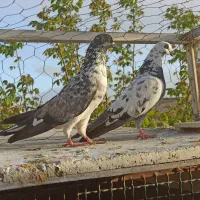 فروش یک جفت کبوتر