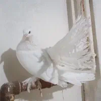 چتری آمریکایی سفید