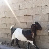 بزغاله|حیوانات مزرعه|بندر ماهشهر, |دیوار