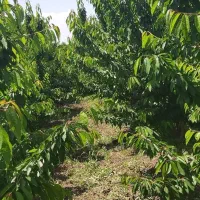 باغ-1000-متری-گیلاس-پیربکران