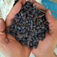 کشمش یاقوتی آفتابی